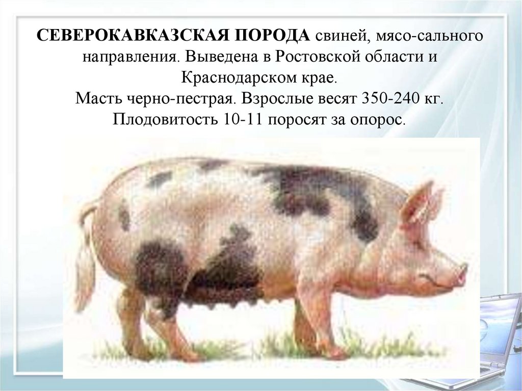 Черные свиньи: описание и характеристики популярных пород