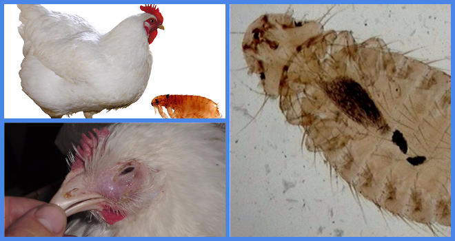 Как избавиться от куриных блох в курятнике: проверенные способы