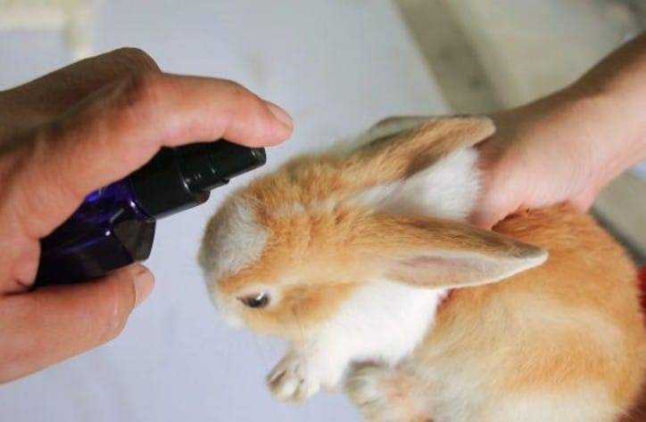Ушной клещ у кроликов – признаки и лечение