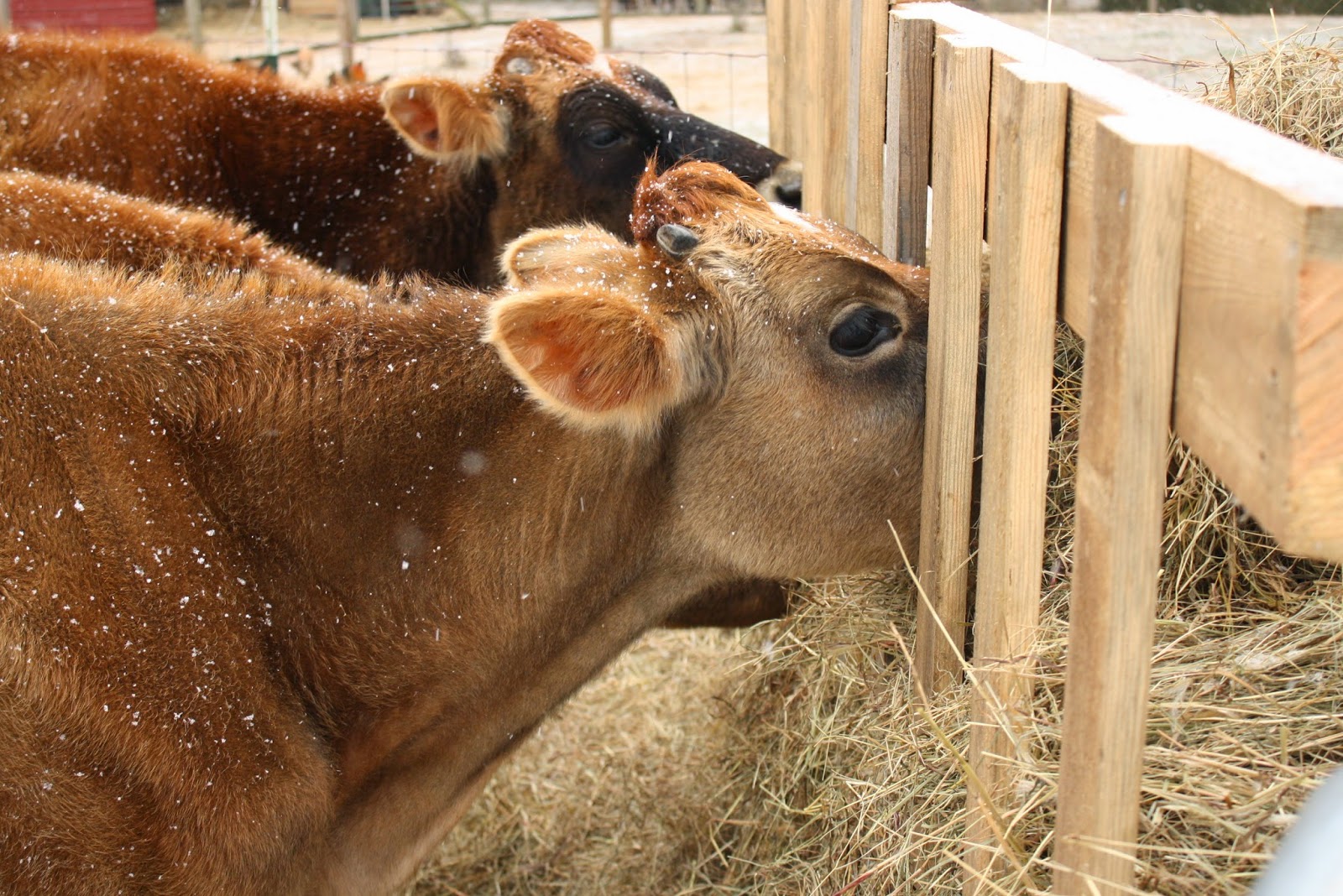Сколько литров молока в сутки дает корова