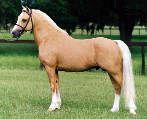 Американская верховая лошадь – порода, популярная не только в америке, но и в африке