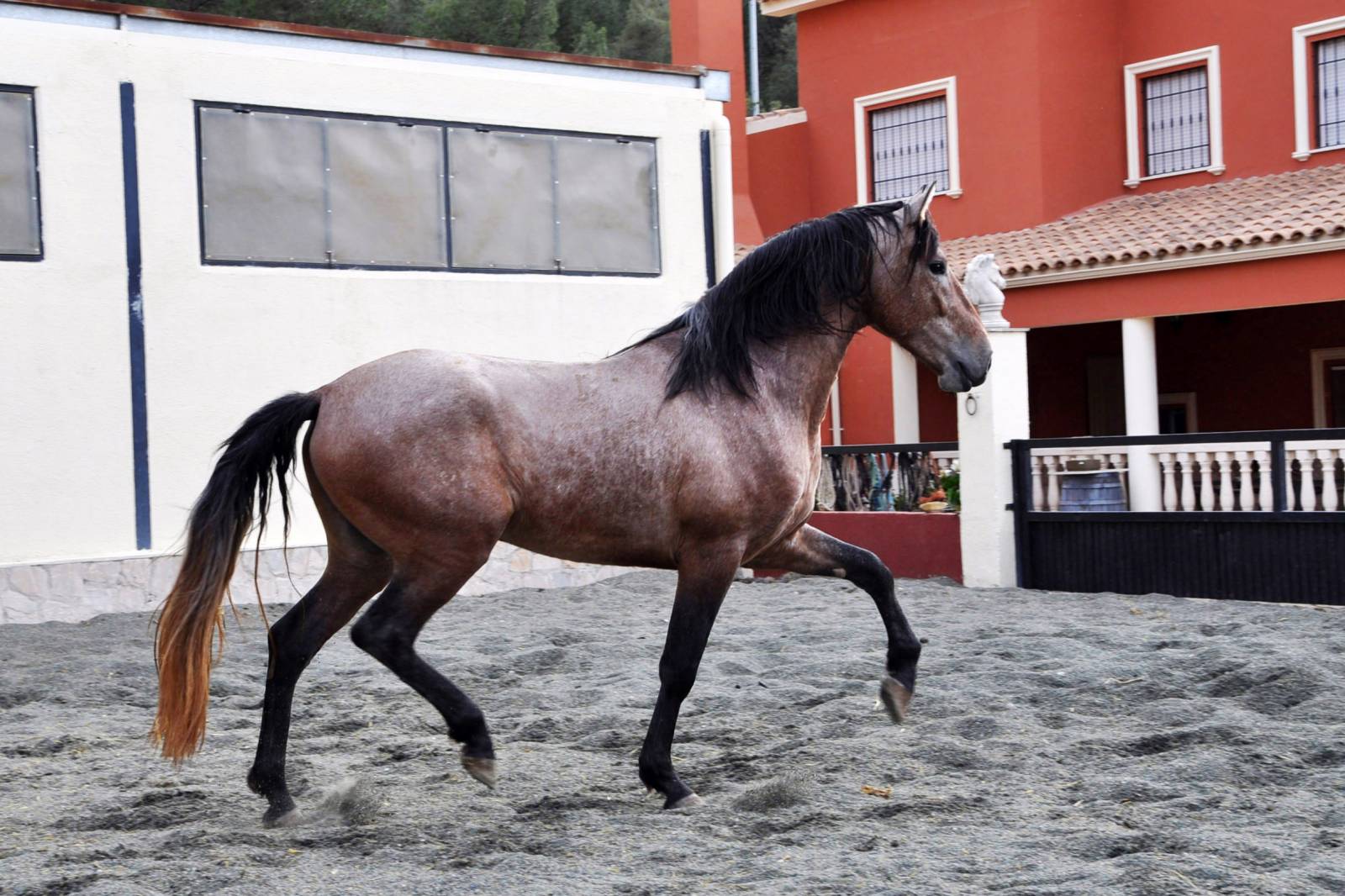 Андалузская порода лошадей: фото, описание, характеристика