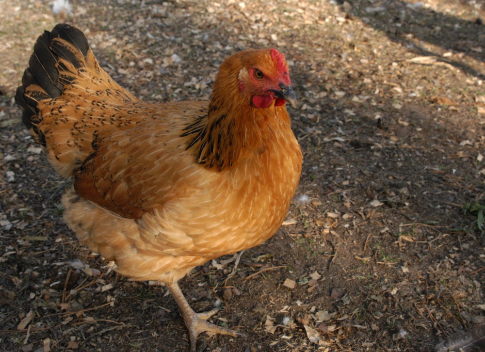 Как отличить петуха от курицы: отличия молодой китайской шелковой курицы или ломан браун от породы доминант и какие способы для этого
