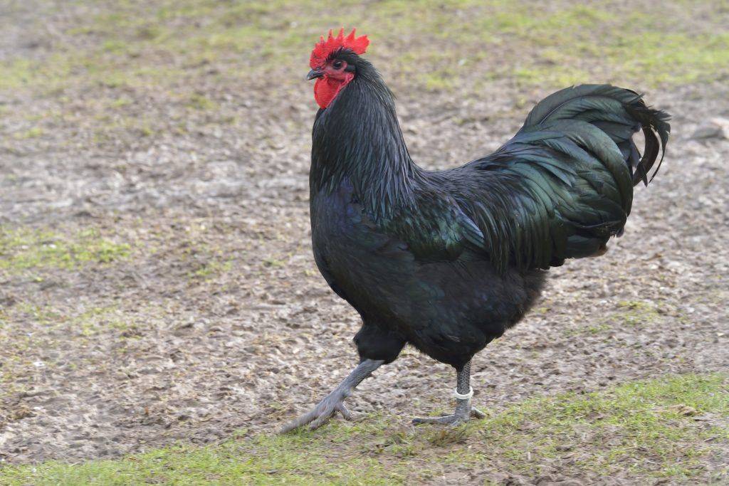 Порода кур австралорп (32 фото): описание черно-пестрой разновидности, содержание цыплят, отзывы