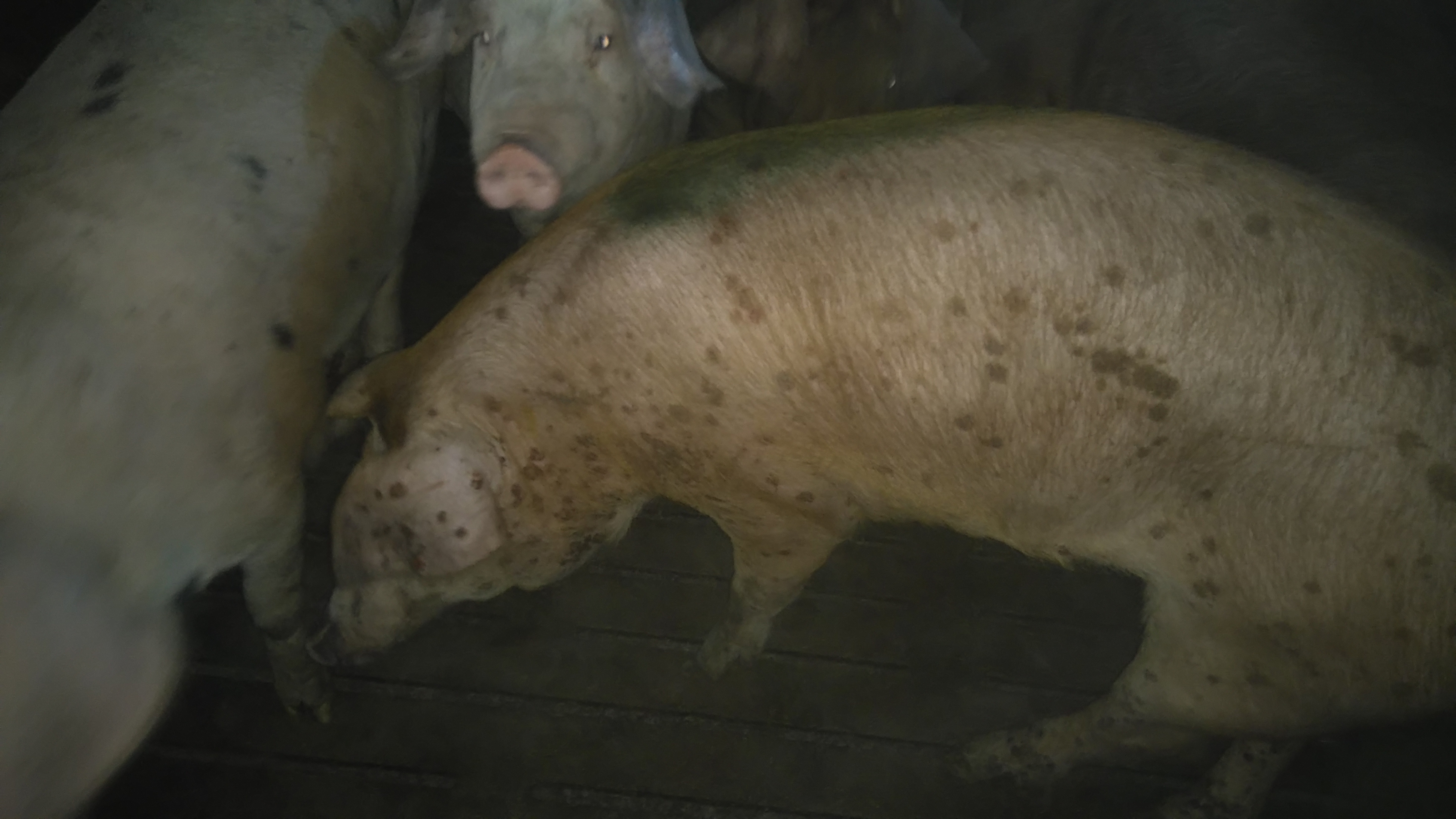Короста у свиней: причины болезни, первые симптомы, правила лечения и профилактики