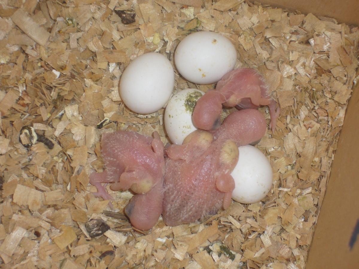 Когда гуси начинают нестись, сколько яиц несет гусыня, как посадить на яйца