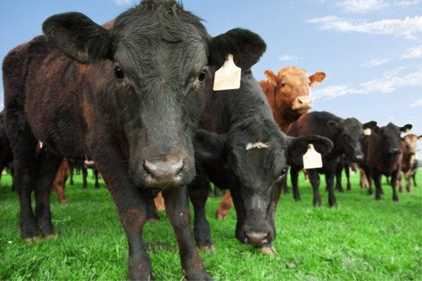 Биологические и хозяйственные особенности крупного рогатого скота