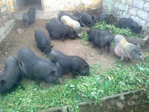 Вес вьетнамских поросят по месяцам, чем кормить свиней, когда забивать?