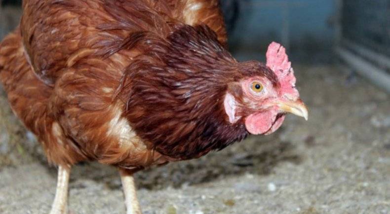 Выпадение яйцевода у кур и его воспаление: как лечить — selok.info