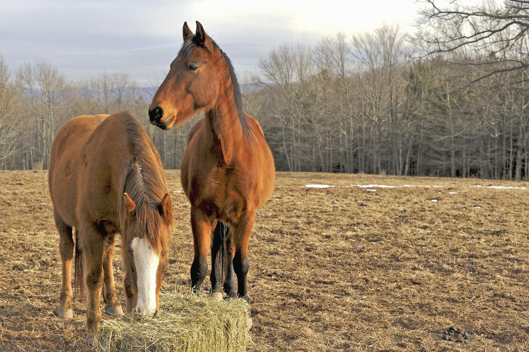 Содержание лошадей - как содержать и кормить лошадей самостоятельно, особенности и выгоды