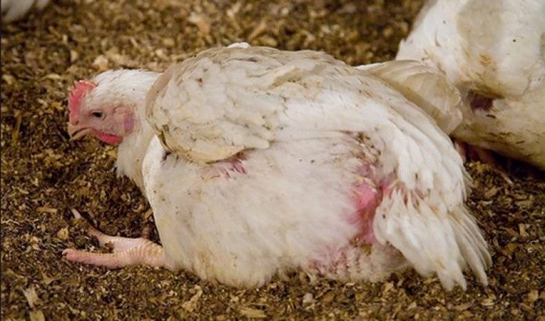 ✅ о болезнях ног у цыплят: почему садятся на ноги (что делать, чем лечить) - tehnomir32.ru