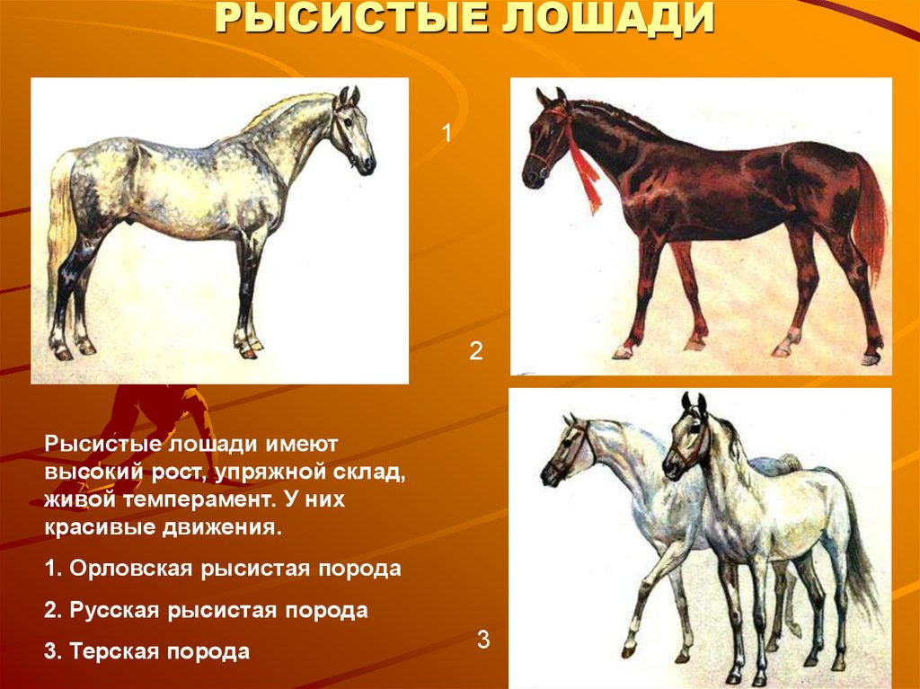 Русский рысак: верховая порода лошадей, особенности, содержание