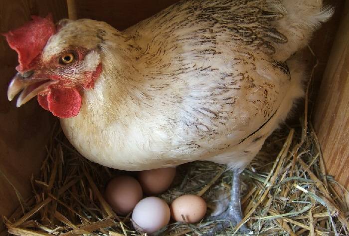 Почему куры клюют свои яйца: причины и что делать в этой ситуации