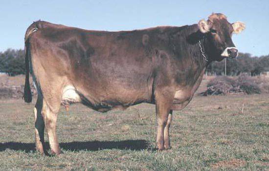 Швицкая порода коров: особенности породы и специфика содержания