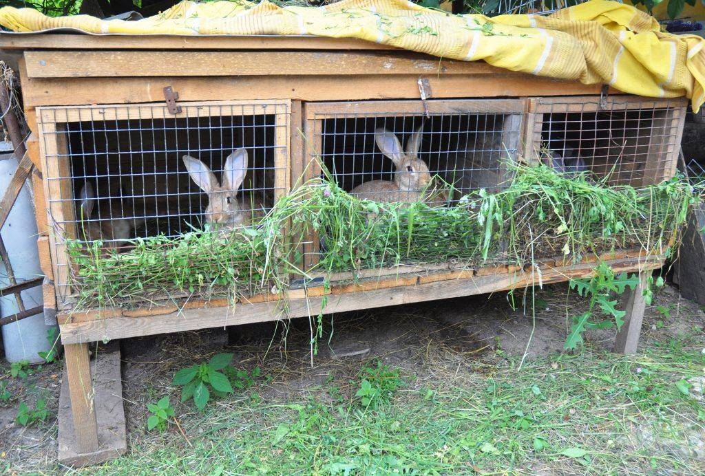 Кролики и куры – совместное содержание возможно?