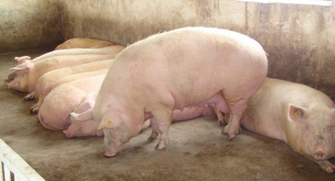 Свиньи породы ландрас: кормление и разведение