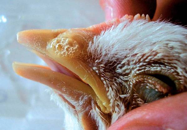 Что делать, если бройлеры чихают, хрипят, поносят: чем лечить недуги домашней птицы - jurnalagronoma