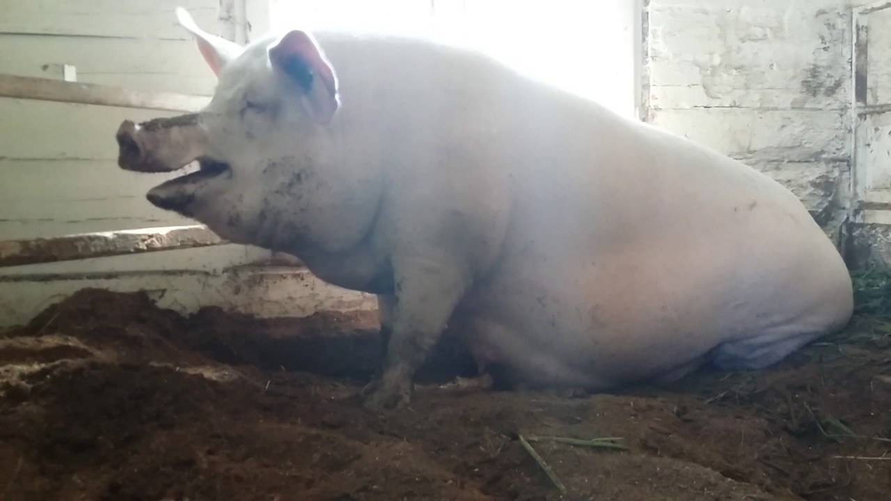 Все о свиноматке: оплодотворение, сколько ходит беременная, особенности