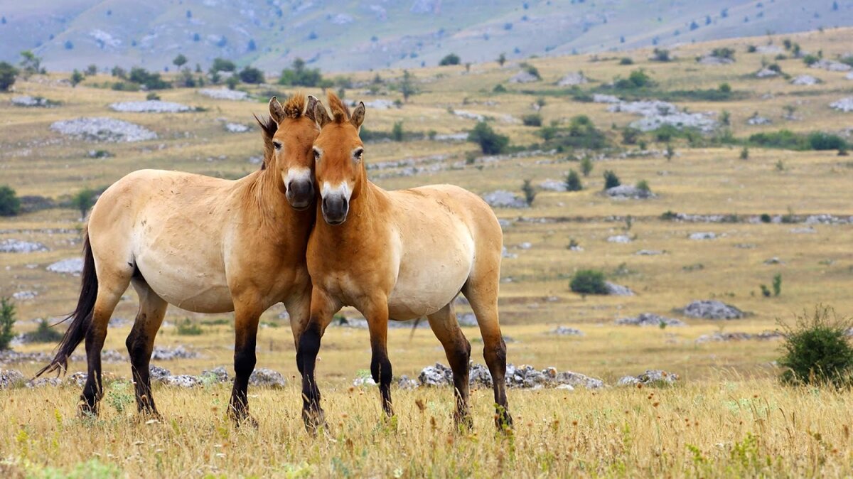 Чем интересна лошадь пржевальского - описание животного, какие факты о нем известны