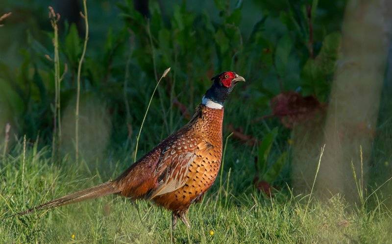 Охотничий фазан (17 фото): описание и особенности разведения. сколько в среднем весит охотничий фазан?