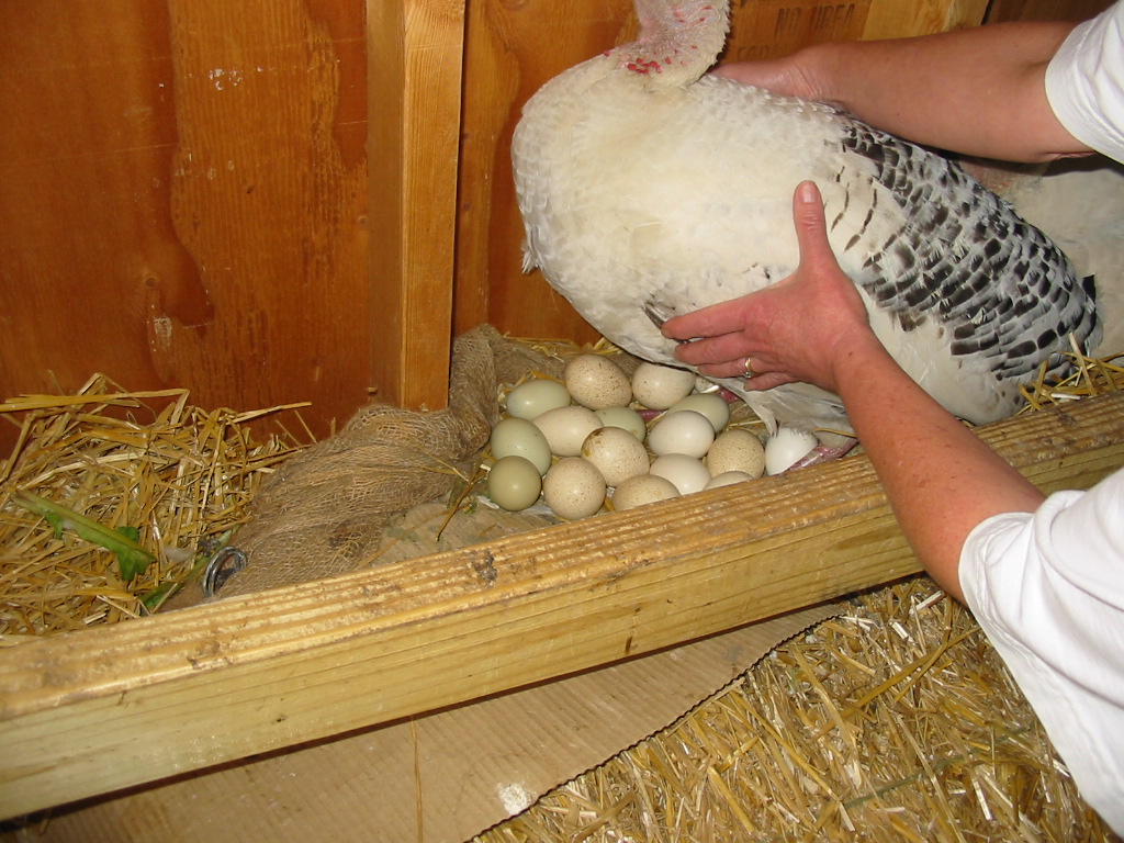 Несут гуси. когда и с какого возраста начинают нестись гуси, живущие в домашних условиях. как отбирать яйца