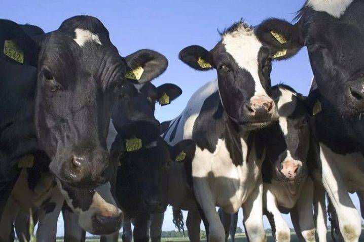 О черно пестрой породе коров, быков, крс: характеристика, правила ухода