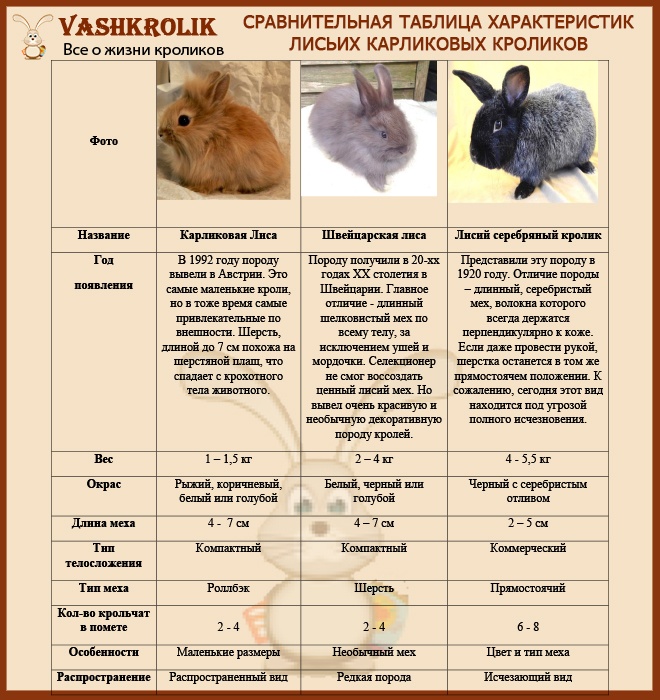 Кролики породы полтавское серебро: особенности разведения в домашних условиях