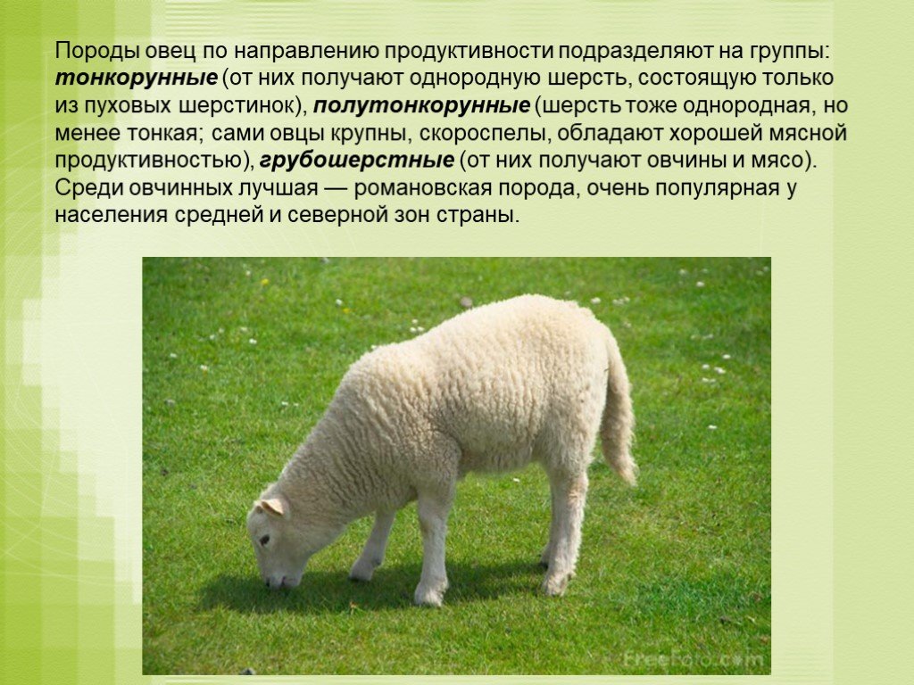 Породы коз: популярные разновидности, описание + фото