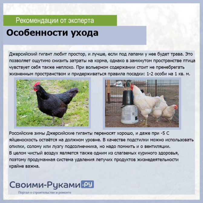 Мадьяр порода кур – описание, фото и видео