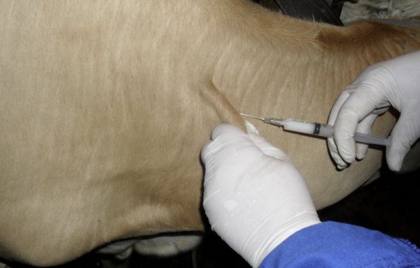 Папилломы на вымени у коровы лечение в домашних условиях