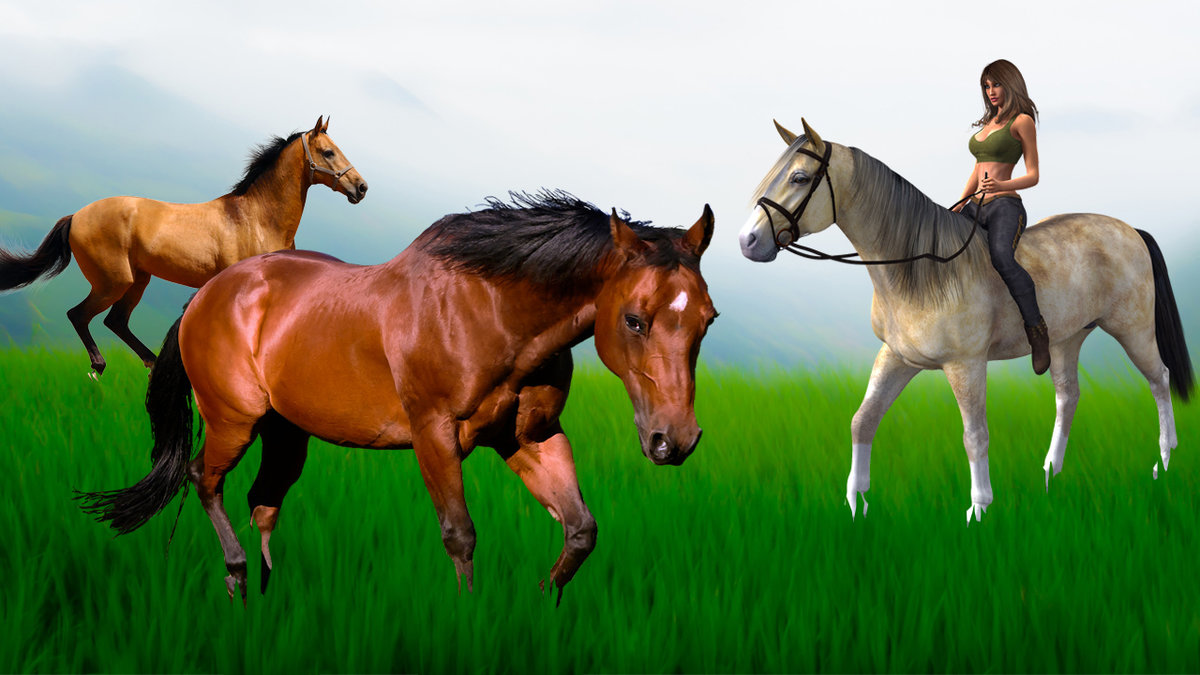 Как приручить лошадь: налаживаем контакт, знакомим с амуницией