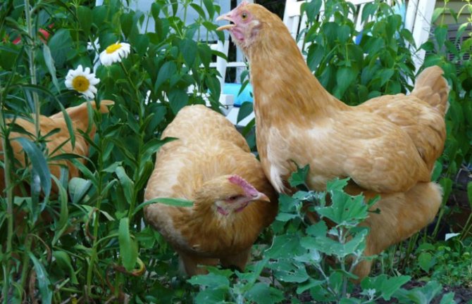 Чем кормить кур: трава которую можно и нельзя давать птице, кормление хлебными изделиями