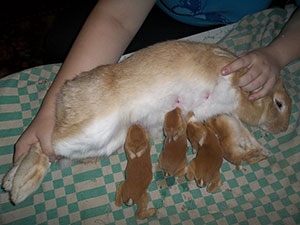 Искусственное вскармливание крольчат: чем кормить маленьких крольчат