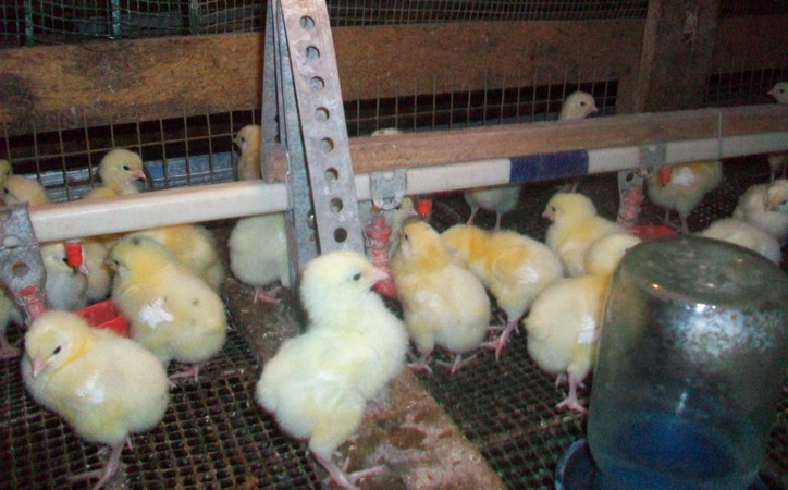 О гамматонике для цыплят и птиц бройлеров: дозировка, инструкция по применению