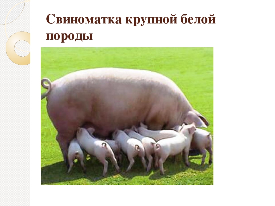 Крупная белая порода свиней – характеристики, описание, выращивание 2020
