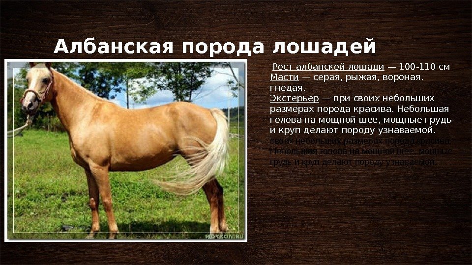 Описание разных пород лошадей, классификация с названиями и фотографиями