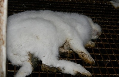 Почему дохнут кролики без видимых причин, мрут один за другим, что делать, как лечить молодняк - kotiko.ru
почему дохнут кролики без видимых причин, мрут один за другим, что делать, как лечить молодняк - kotiko.ru