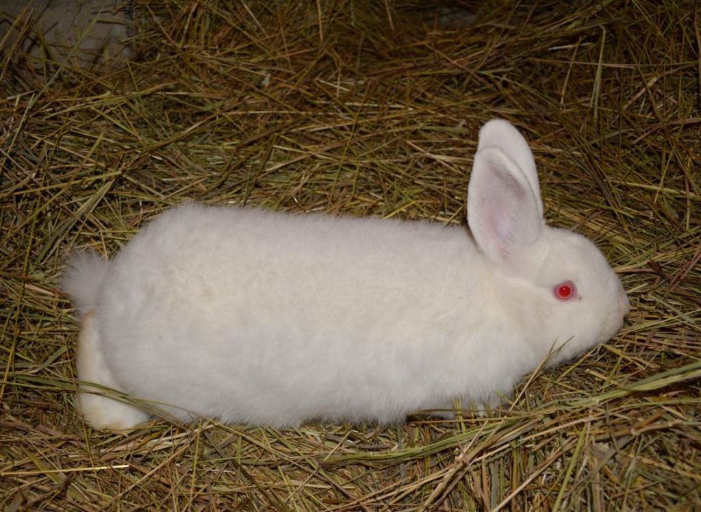 Новозеландский белые и красные кролики: история, внешний вид