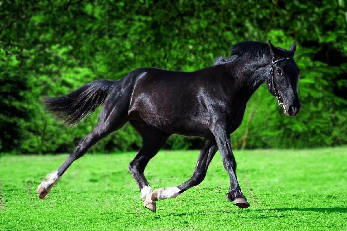 Самые дорогие породы лошадей в мире – список, стоимость, фото и видео