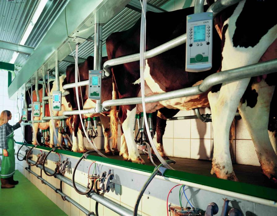 О доильном аппарате: технология доения коров в домашних условиях