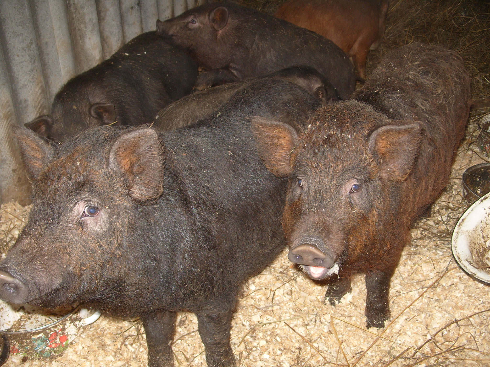 Порода свиней кармалы (36 фото): их характеристики. правила ухода за поросятами и особенности их кормления. отзывы владельцев