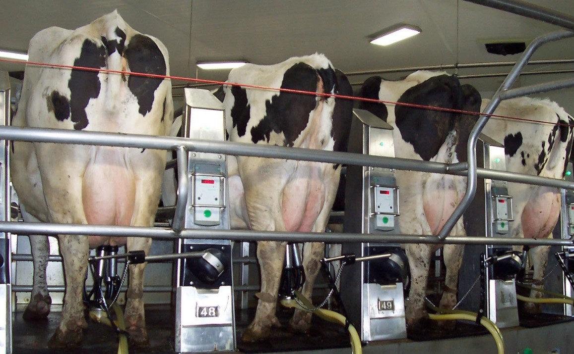 Доение коров в домашних условиях: технология, видео | домашняя ферма