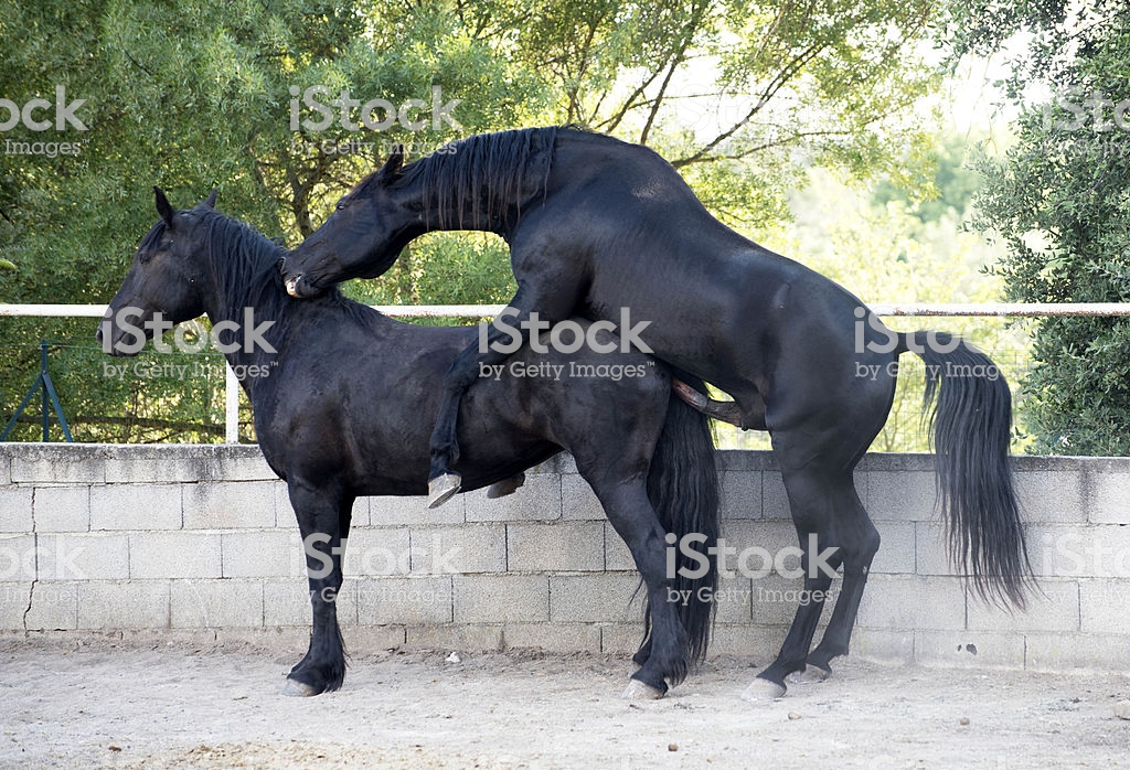 Спаривание лошадей: подготовка, отбор, методы спаривания и искусственное осеменение