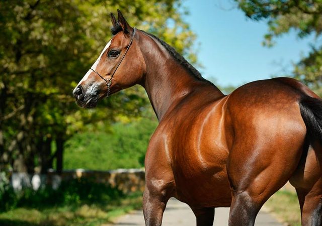 Самые популярные породы лошадей | конный портал