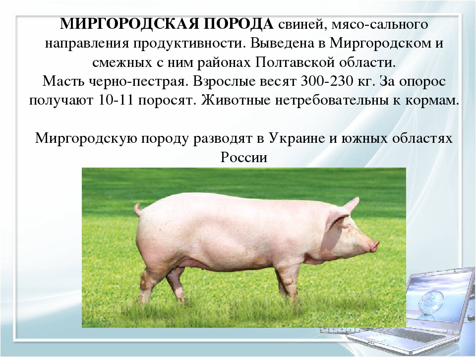 Черные свиньи (29 фото): описание крупных русских черных свиней и других пород. кормление маленьких поросят и взрослых свиней