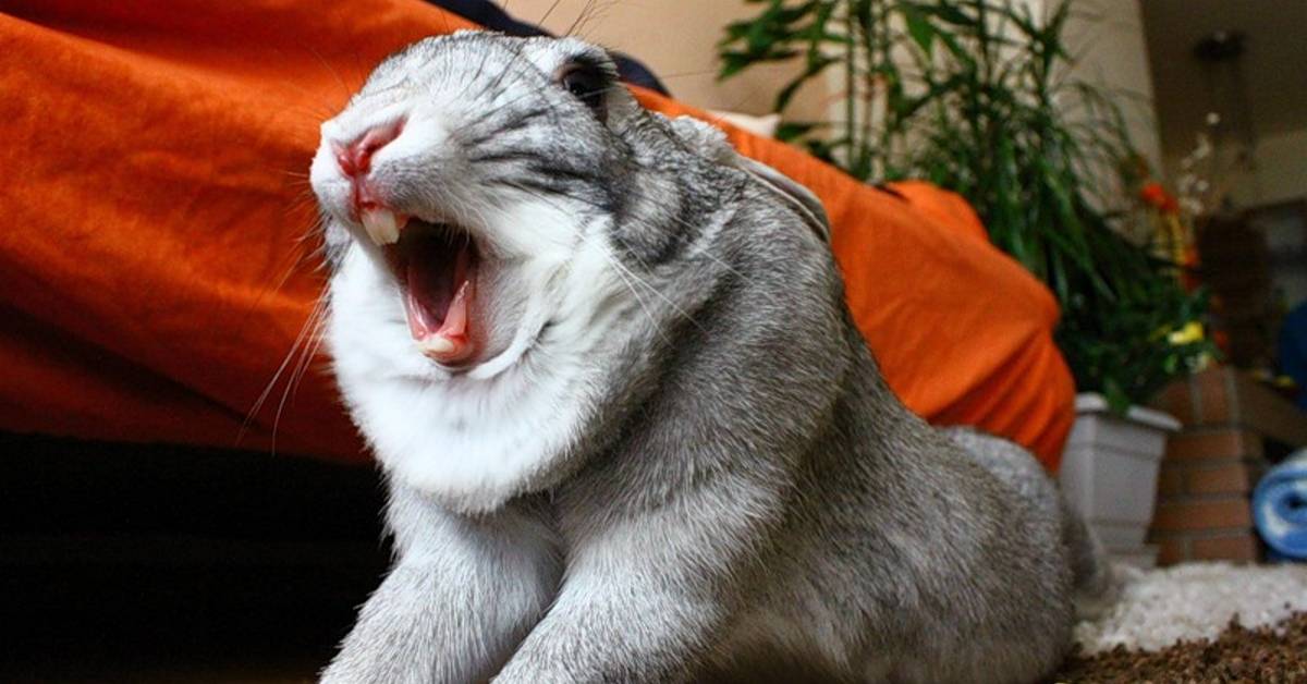 Как лечить насморк у кроликов (ринит)