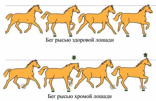 Медленный шаг лошади. аллюры лошадей и их характеристика. видели ли вы как передвигаются кони рысью