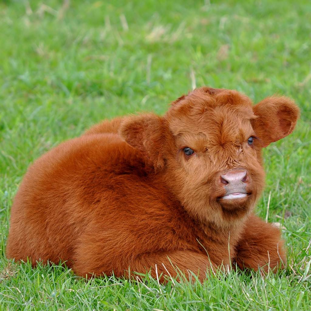 Корова – описание, породы, размножение, кормление