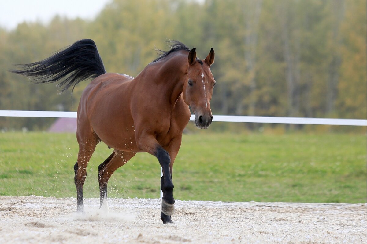 Ганноверская лошадь (26 фото): характеристика породы ганноверов, правила разведения коней. их рост в холке