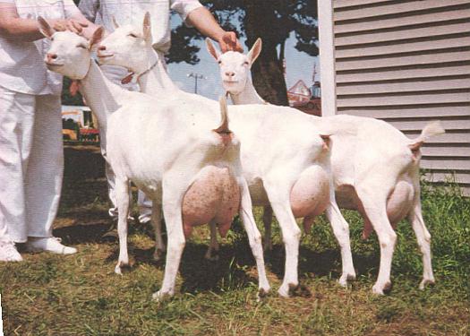 Зааненские козы - лучшая молочная порода